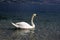 Single Lago di Garda lake, Italy, happy bird family