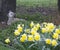 Single lamb laying by a tree with spring daffodils in the foreground