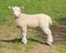 Single Lamb, Yorkshire Dales National Park