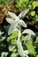 Single Lambs ear or Stachys byzantina ornamental plant with spike like stems and thick leaves densely covered on both sides with