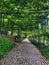 Single Lane Road with Grape Arbor in Portugal