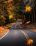 Single-lane winding road through forest full of bright orange trees in autumn