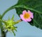 Single Lantana flower