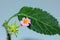 Single Lantana flower