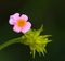 Single Lantana flower