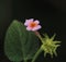 Single Lantana flower