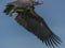 Single Lappet-Faced Vulture, Torgos tracheliotus , in flight