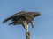 Single Lappet-Faced Vulture, Torgos tracheliotus , sitting high on tree stump,