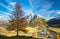 Single larch tree in Engadin valley, Switzerland