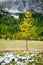 Single larch tree in yellow autumn color with forest background