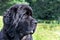 Single large black Newfoundland dog massive broad snout. Young Newfoundland dog playing on a green field. Water rescue dog