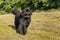 Single large black Newfoundland dog massive broad snout. Young Newfoundland dog playing on a green field. Water rescue dog