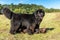 Single large black Newfoundland dog massive broad snout. Young Newfoundland dog playing on a green field. Water rescue dog