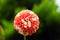 A single large dahlia bloom