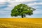 Single Large Oak Tree in Field - Oxfordshire United Kingdom