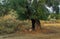 Single large old and gnarled olive trees