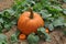 Single large Pumpkin with 2 small pumpkins in a lush green leaves