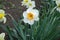 Single large pure white flower of narcissus