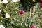 Single large red poppy in flower bed