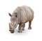 Single Large Rhinoceros Isolated on White