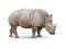 Single Large Rhinoceros Isolated on White