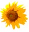 Single Large Sunflower on a white or transparent background
