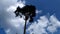 A single large tree against the sky. The dark silhouette of the tree from the bottom up. An old tree in the clouds