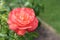 Single large vibrant pink rose in full bloom