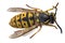 Single large wasp top view