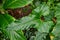 Single large wavy leaf with ruffled edges of  exotic `Anthurium Brownii` plant