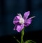 Single Larkspur flower