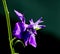 Single Larkspur flower