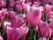 Single late Laude Tulip bed