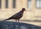 Single laughing dove watching and waiting from its perch