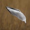 Single Laughing gull bird in flight within reed