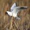 Single Laughing gull bird in flight within reed