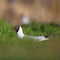 Single Laughing gull bird on grassy wetlands during spring season