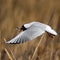 Single Laughing gull in flight among reed stems in spring season
