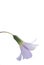 The Single Lavender Bloom of an Oxalis Clover Plant with Pure White Background