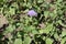 Single lavender-colored inflorescence of Ageratum houstonianum in July