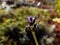 Single lavender flower covered in water frozen in early morning on autumn with blurred autumn colour background