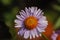 Single lavender-tinted alpine aster wildflower