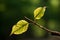 a single leaf on a branch