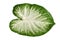 Single leaf of exotic `Caladium Aaron` houseplant with white and green colors on white background