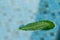 Single leaf floating in pool in dark green and nice bright light