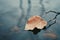 a single leaf floating on the surface of a body of water