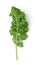 Single leaf of green kale on white background