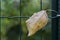Single leaf in a green wire fence