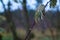 Single leaf hanging from a tree branch in a lush and verdant forest