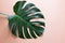 Single leaf of Monstera plant on pink background. Close up, with copy space.